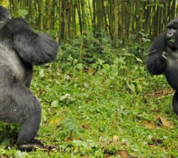 Gorilla Silverback Males