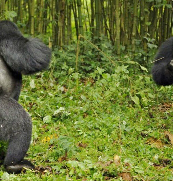 Gorilla Silverback Males