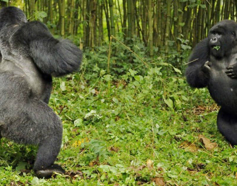 Gorilla Silverback Males Gorilla Silverback Males