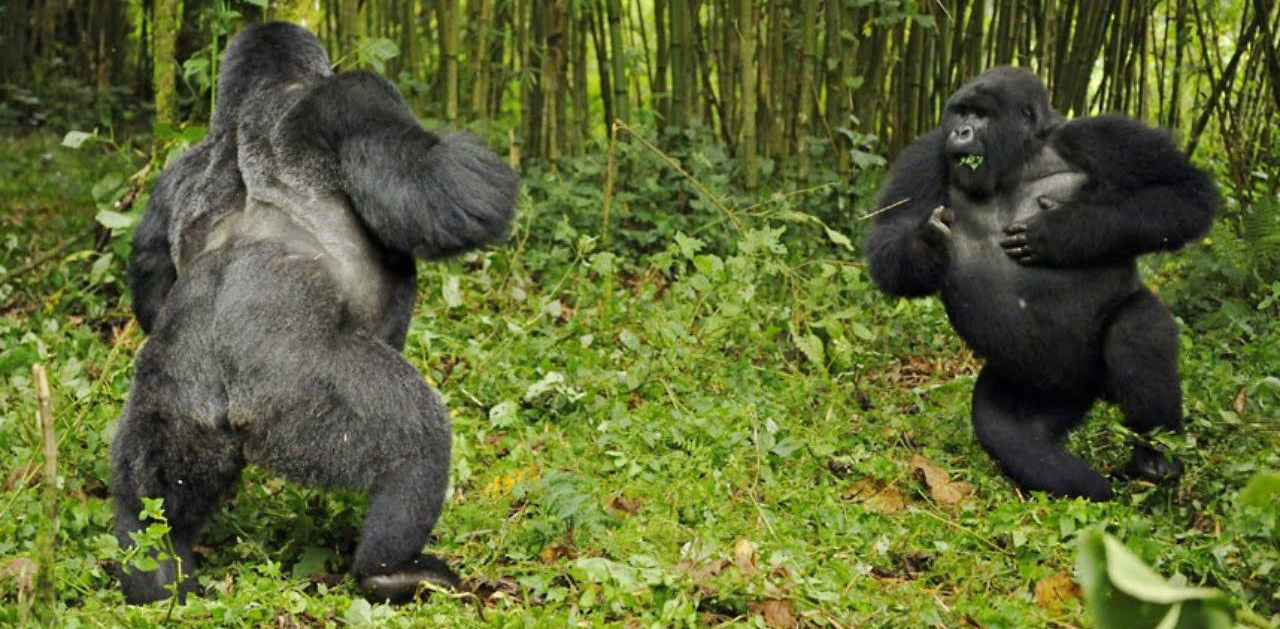 Gorilla Silverback Males