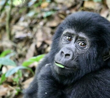 Gorilla Trekking Fitness Requirements