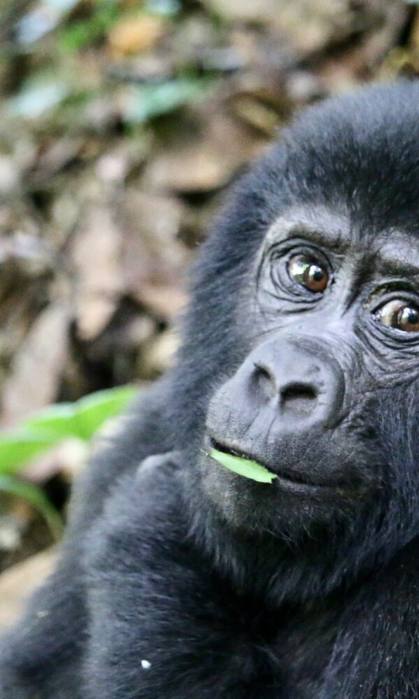 Gorilla Trekking Fitness Requirements