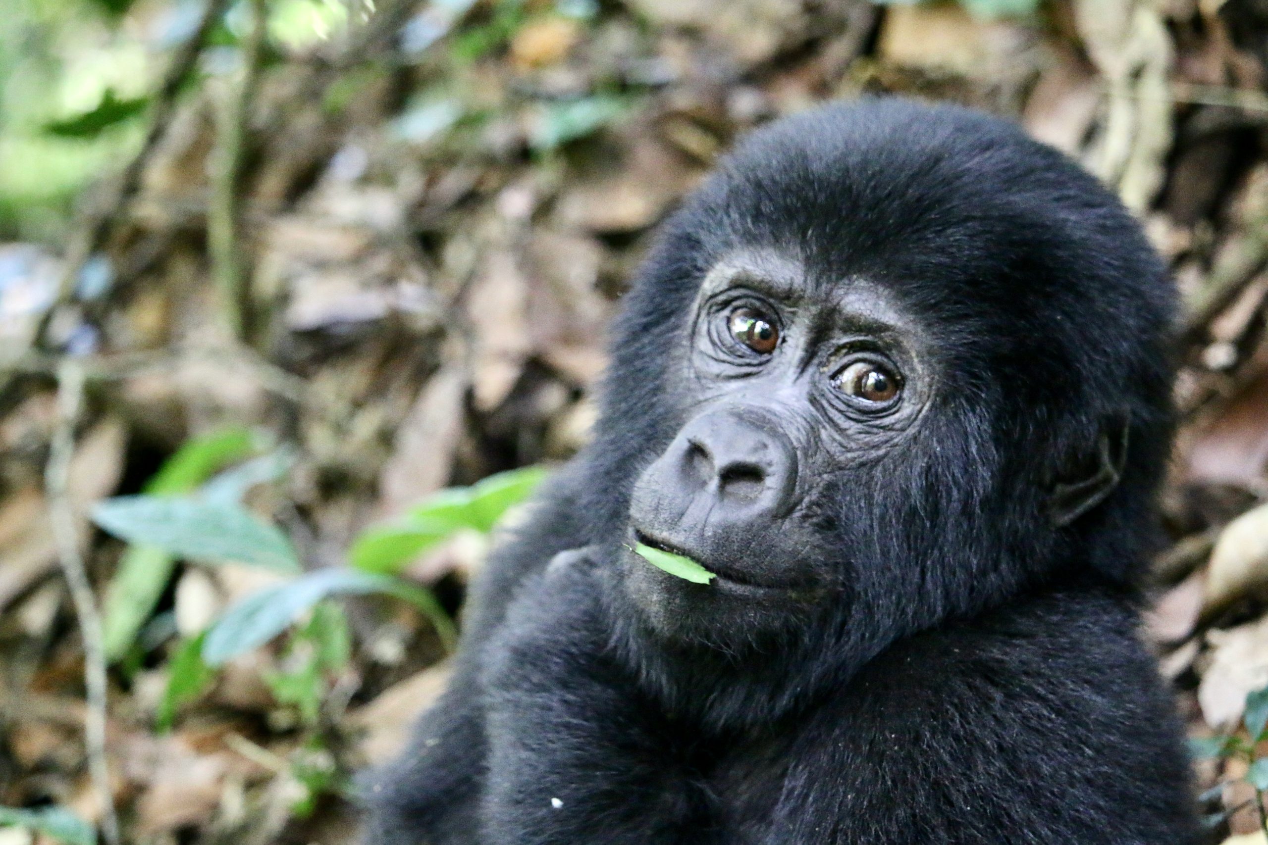 Gorilla Trekking Fitness Requirements