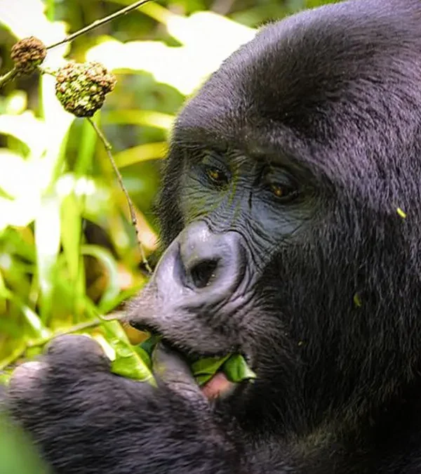 Gorilla Trekking Health Rules