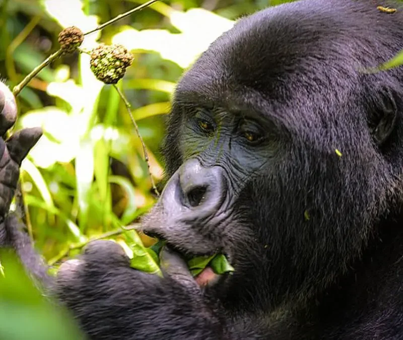 Gorilla Trekking Health Rules Gorilla Trekking Health Rules