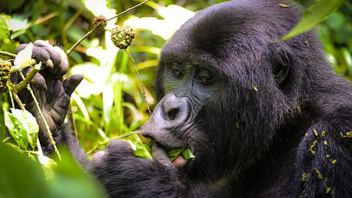 Gorilla Trekking Health Rules
