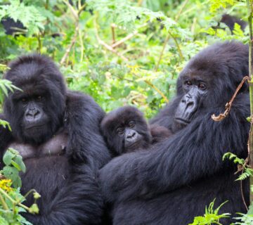 Gorilla Trekking Sectors in Bwindi Forest 360x320