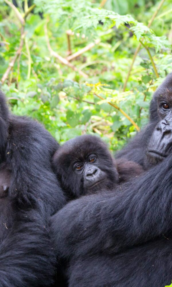 Gorilla Trekking Sectors in Bwindi Forest 600x1000
