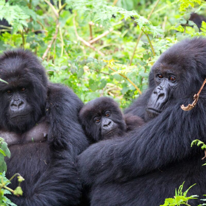 Gorilla-Trekking-Sectors-in-Bwindi-Forest