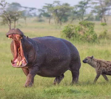 HIPPO WATCHING ON THE KAZINGA CHANNEL – A COMPLETE BOAT TRIP GUIDE