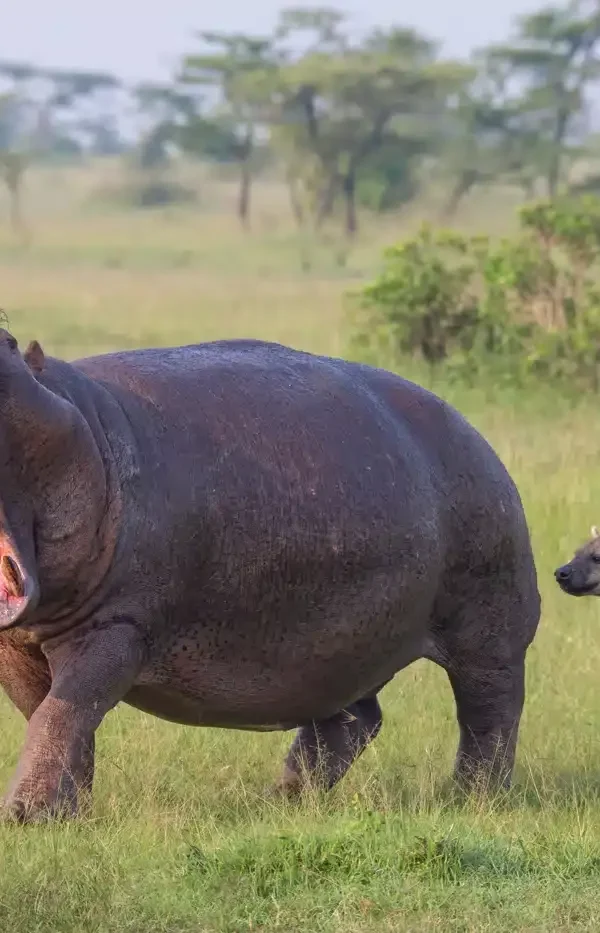HIPPO WATCHING ON THE KAZINGA CHANNEL – A COMPLETE BOAT TRIP GUIDE