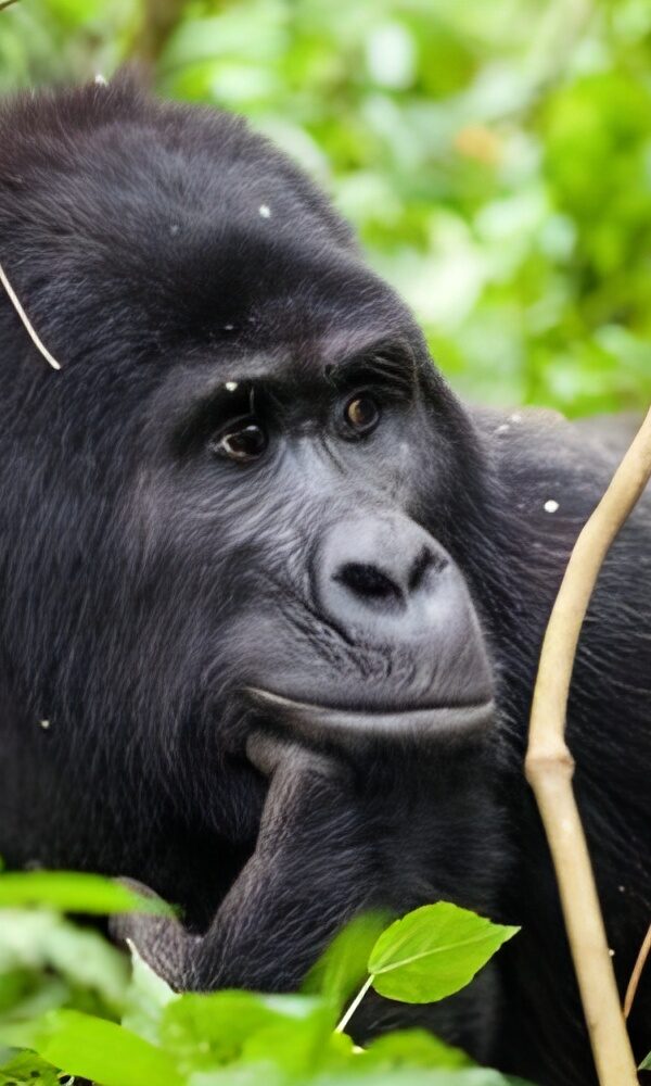 Hiring Porters on a Gorilla Trek