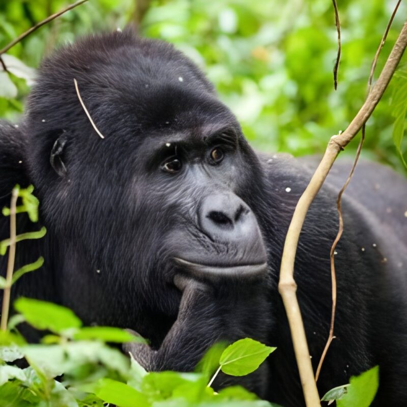 Hiring Porters on a Gorilla Trek