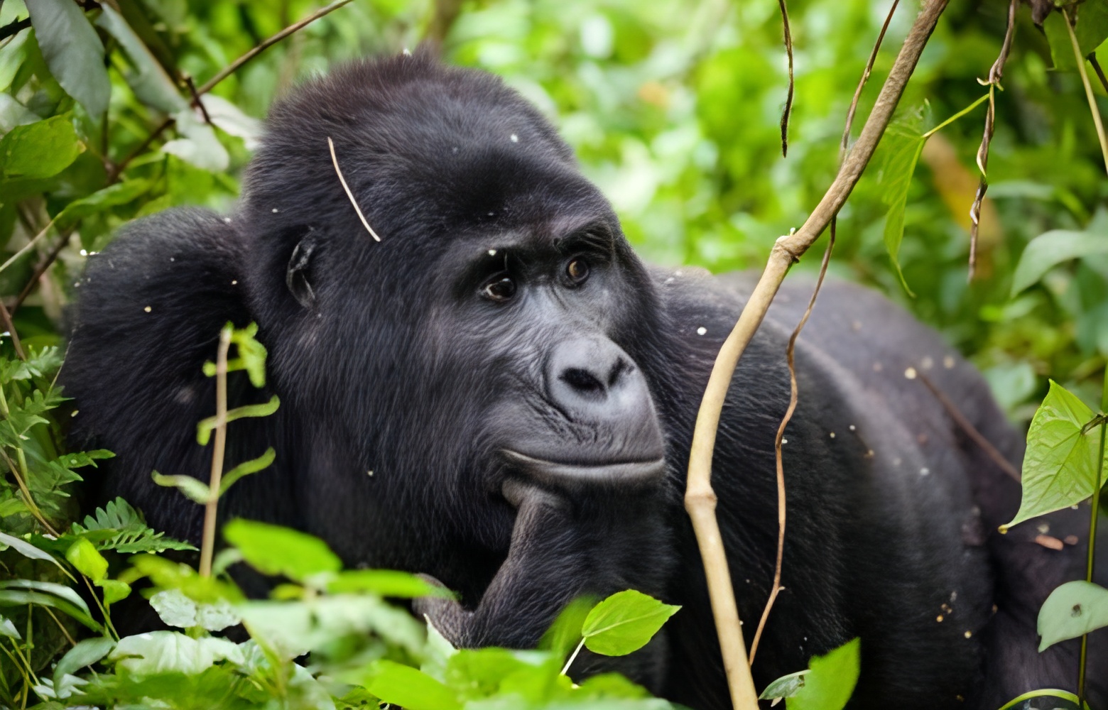 Hiring Porters on a Gorilla Trek