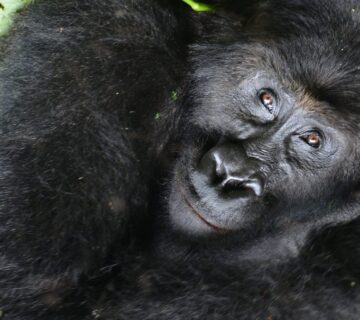 How Gorilla Permit Allocation Works
