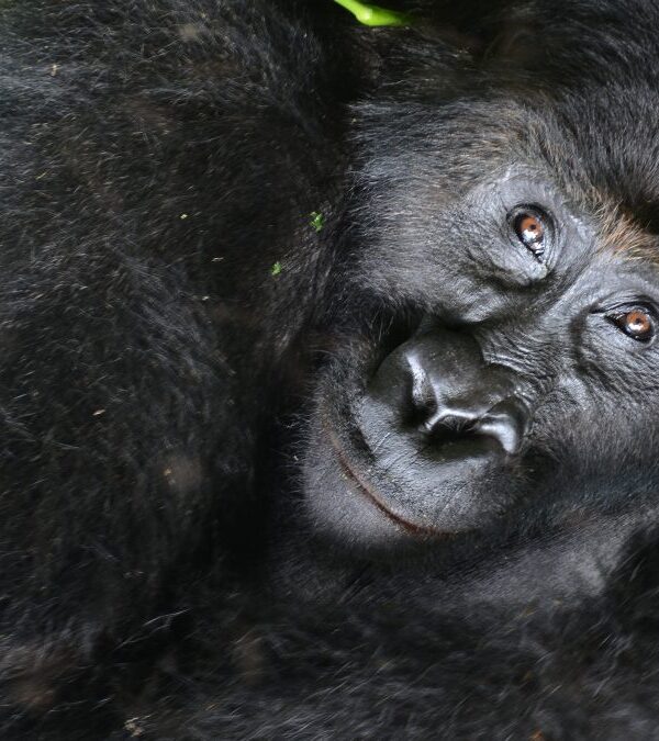 How Gorilla Permit Allocation Works
