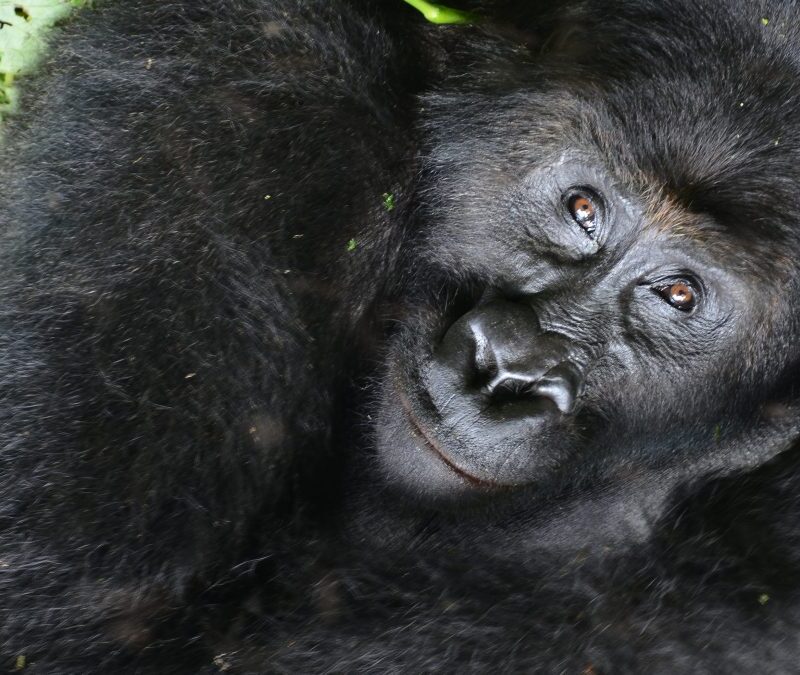 How Gorilla Permit Allocation Works