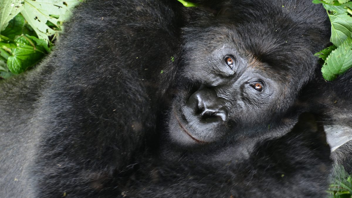 How Gorilla Permit Allocation Works