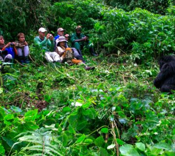 How Long Does a Gorilla Trek Actually Take