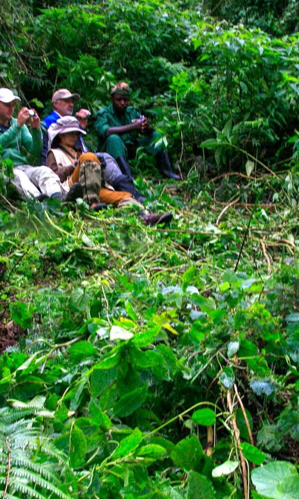 How Long Does a Gorilla Trek Actually Take