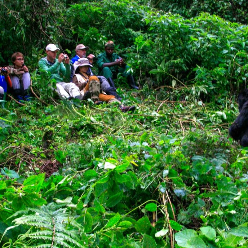 How Long Does a Gorilla Trek Actually Take