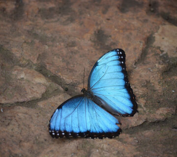 Insect Safari Tours in Semuliki National Park4 360x320