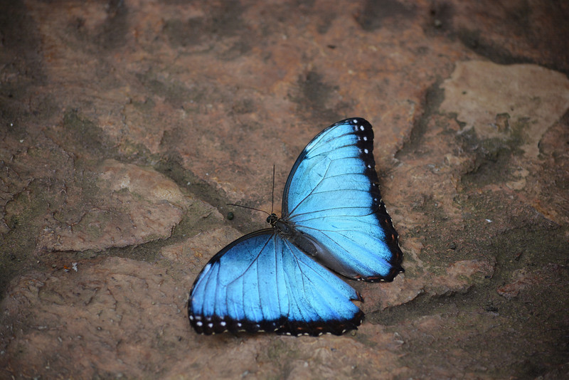 Insect Safari Tours in Semuliki National Park4
