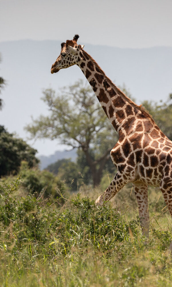 Kidepo Valley National Park 600x1000