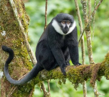 LHOESTS MONKEY IN UGANDA