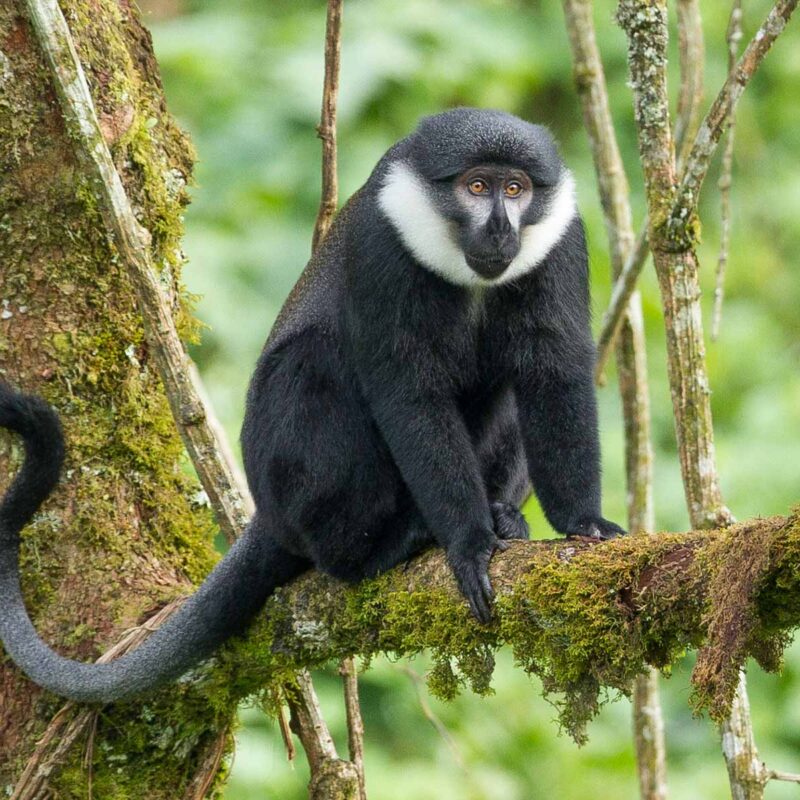 LHOESTS MONKEY IN UGANDA