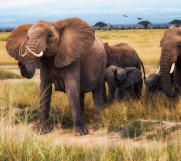 Mount Kenya National Park3 360x320