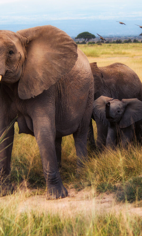 Mount Kenya National Park3 600x1000