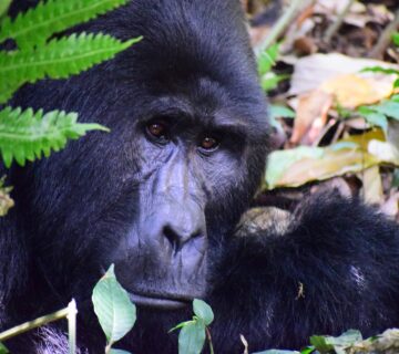 Mountain Gorilla Diet