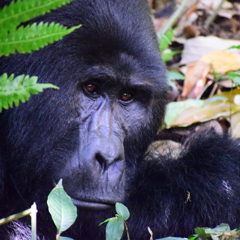 Mountain Gorilla Diet