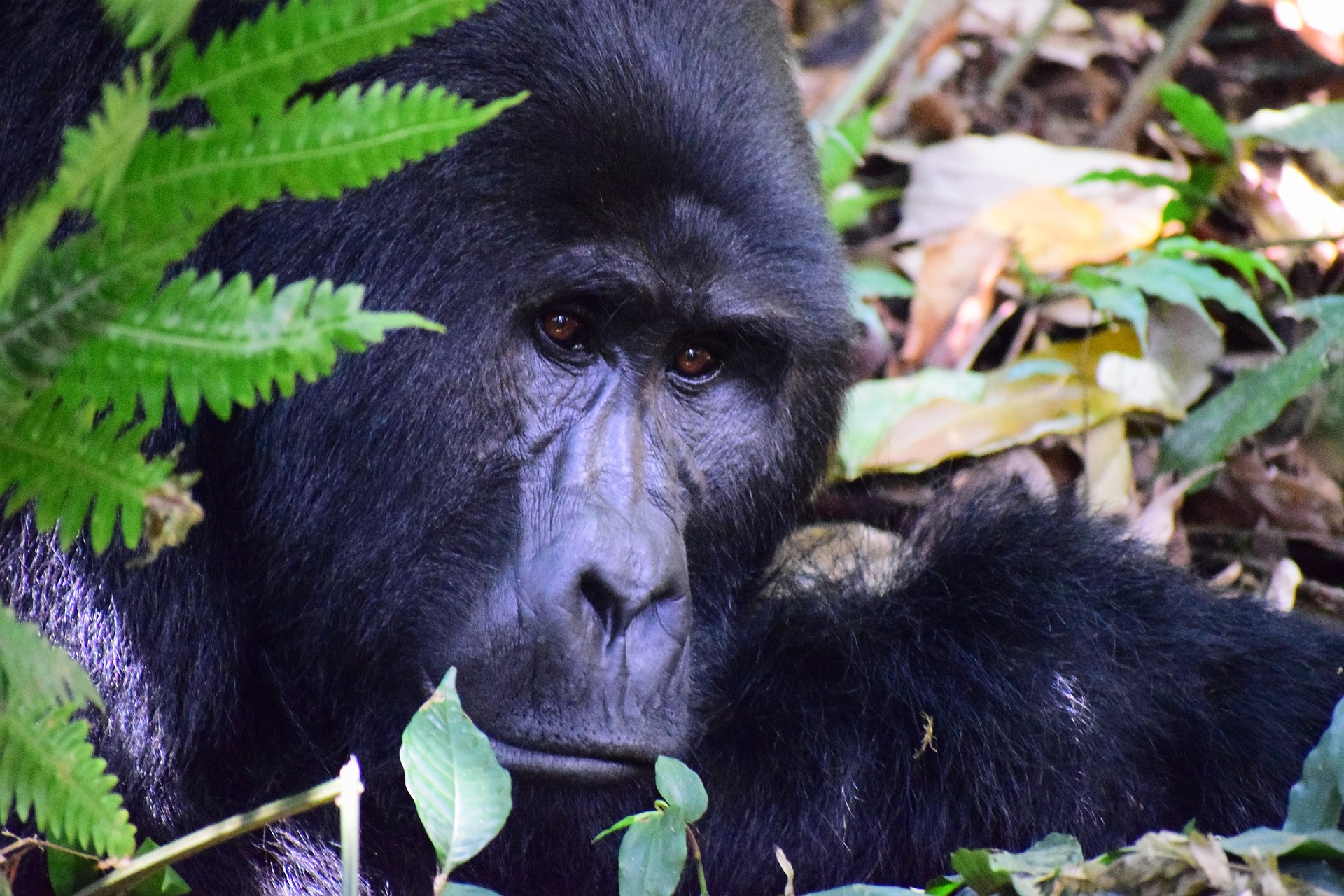 Mountain Gorilla Diet