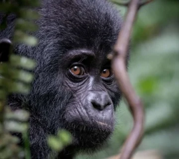 Mountain Gorilla Population Recovery