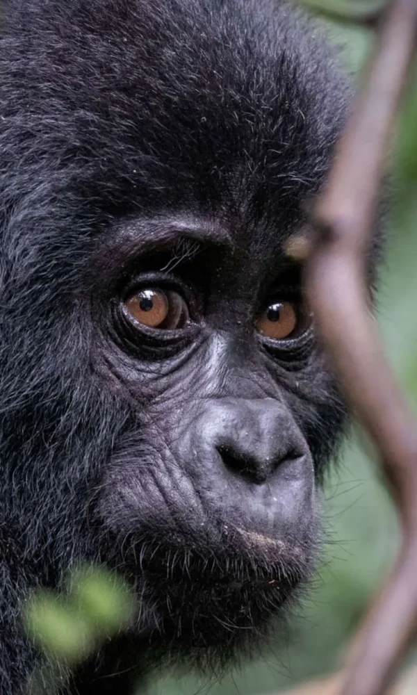 Mountain Gorilla Population Recovery