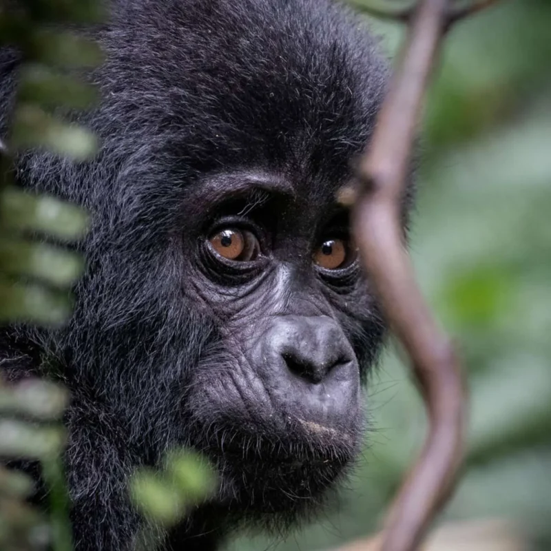 Mountain Gorilla Population Recovery