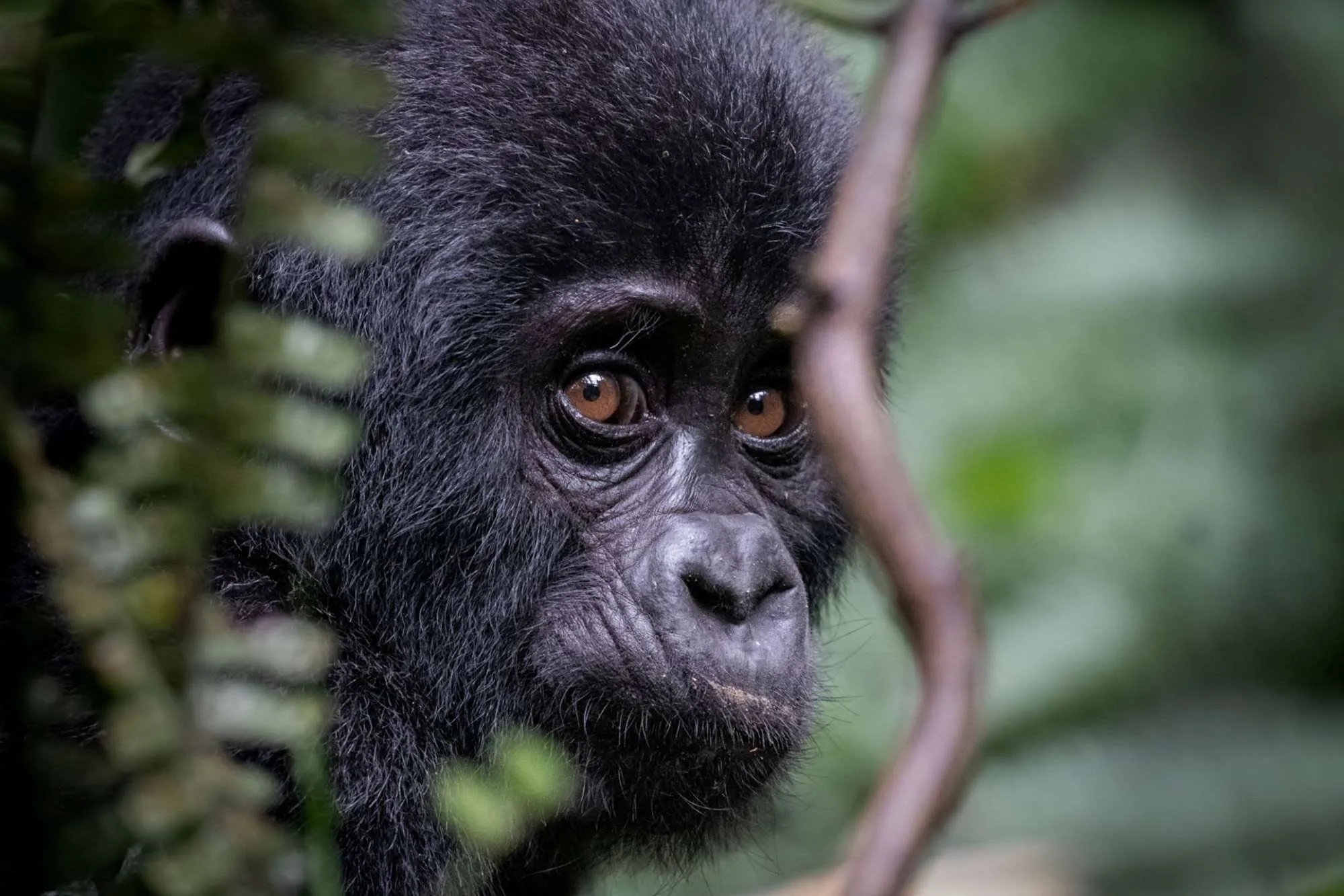Mountain Gorilla Population Recovery