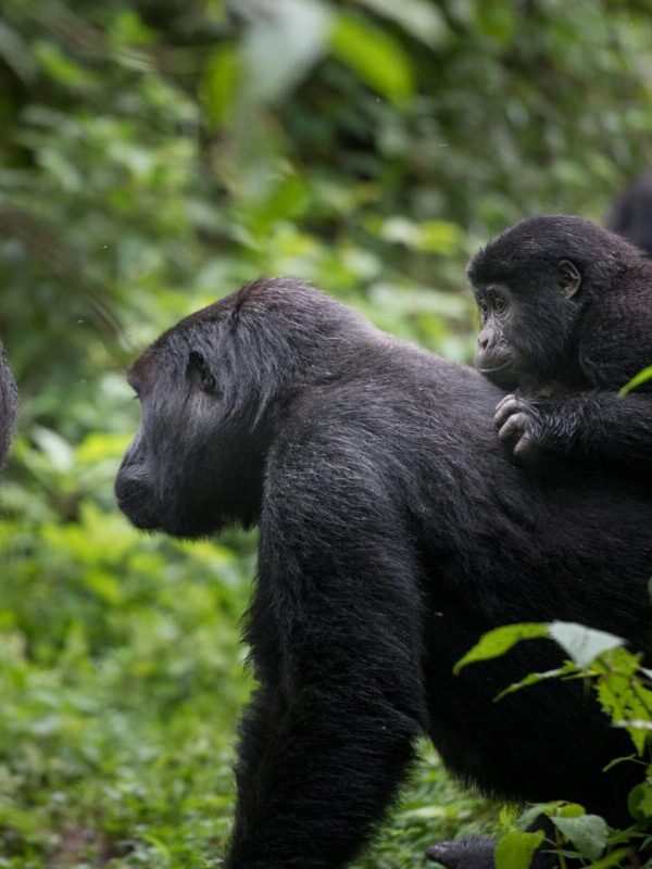 Nkuringo Sector Bwindi