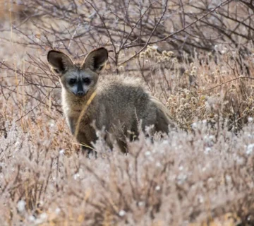 Nocturnal animals in Uganda