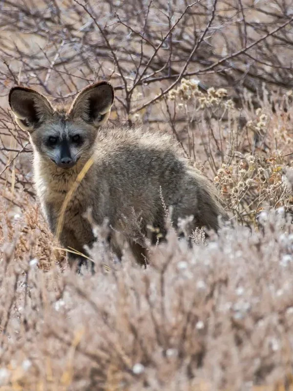 Nocturnal animals in Uganda