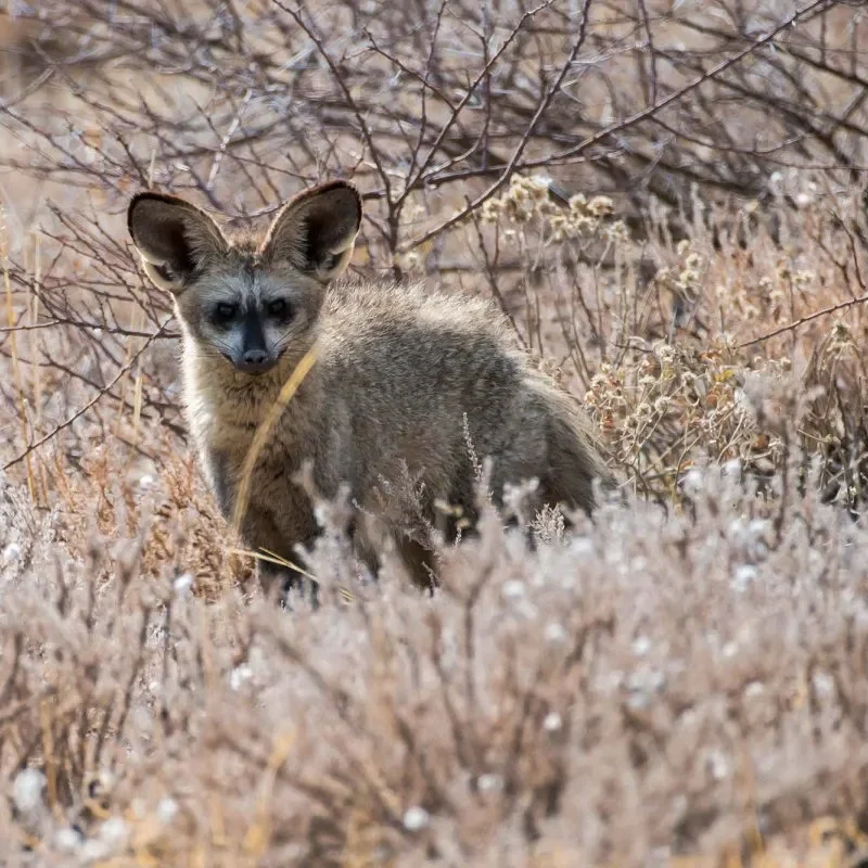 Nocturnal animals in Uganda