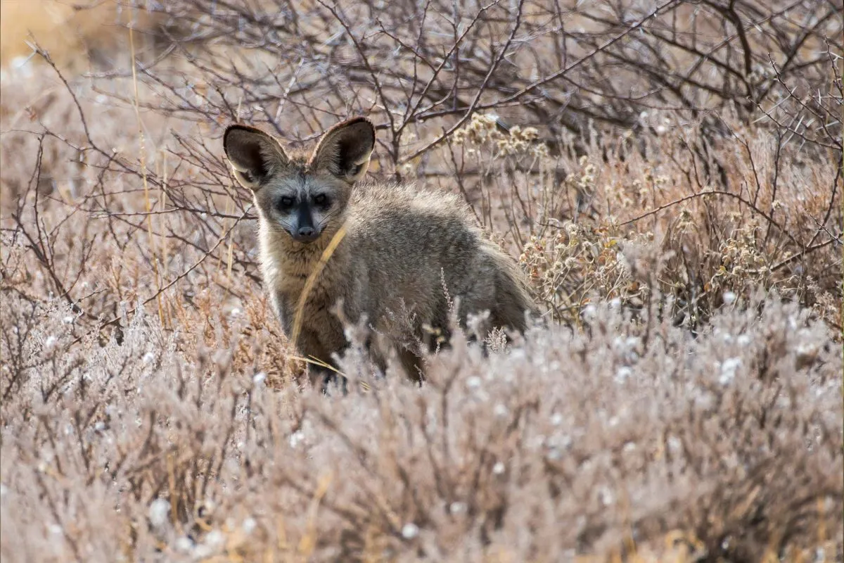 Nocturnal animals in Uganda