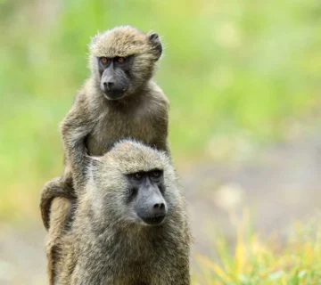OLIVE BABOON IN UGANDA