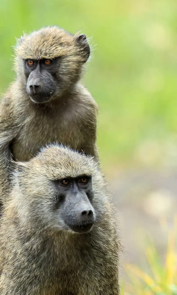 OLIVE BABOON IN UGANDA
