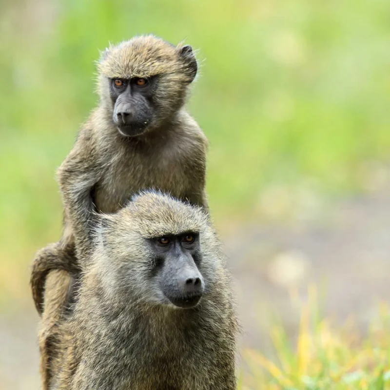 OLIVE BABOON IN UGANDA