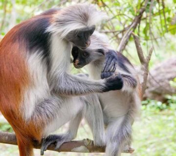 RED TAILED MONKEYS IN KIBALE FOREST