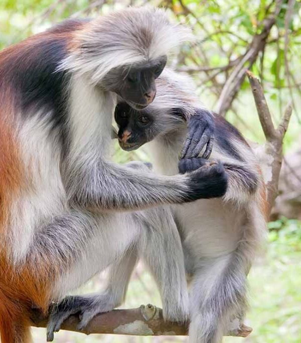 RED TAILED MONKEYS IN KIBALE FOREST