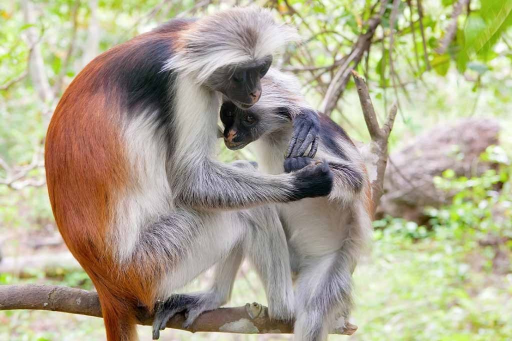 RED TAILED MONKEYS IN KIBALE FOREST